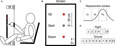 Effects of Simulated Microgravity and Hypergravity Conditions on Arm Movements in Normogravity